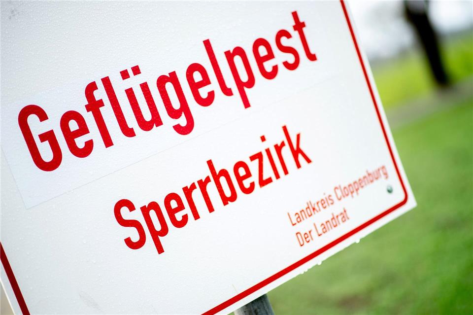 In dem betroffenen Betrieb wird nun der Bestand von 7.400 Puten tierschutzgerecht getötet. (Symbolbild)Hauke-Christian Dittrich/dpa