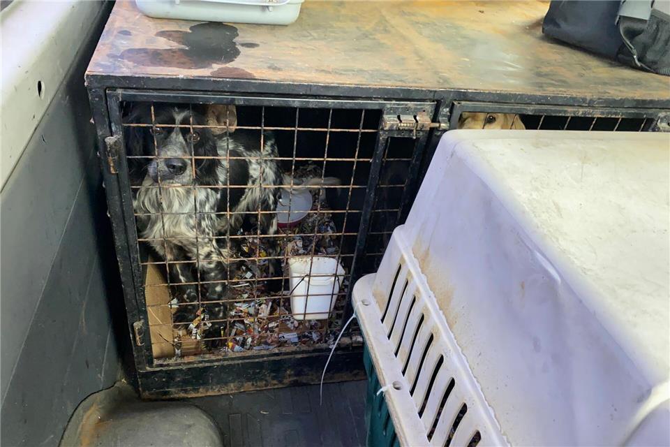 In den Käfigen der Hunde war es stark verschmutzt. (Handout)--/Polizeiinspektion Furth im Wald/dpa