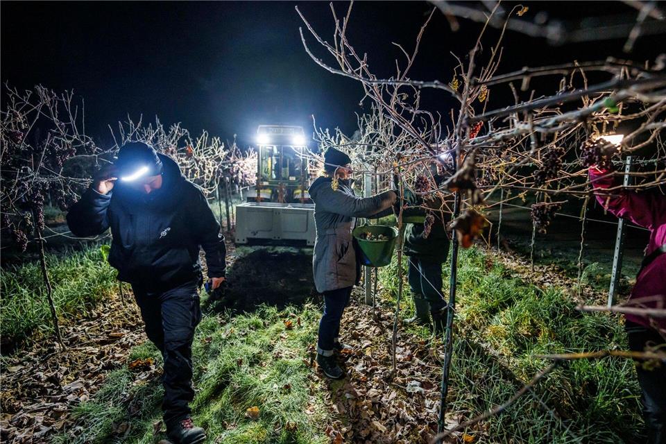 In den besonders kalten Morgenstunden sind die Temperaturen für die Eisweinlese am besten. Andreas Arnold/dpa