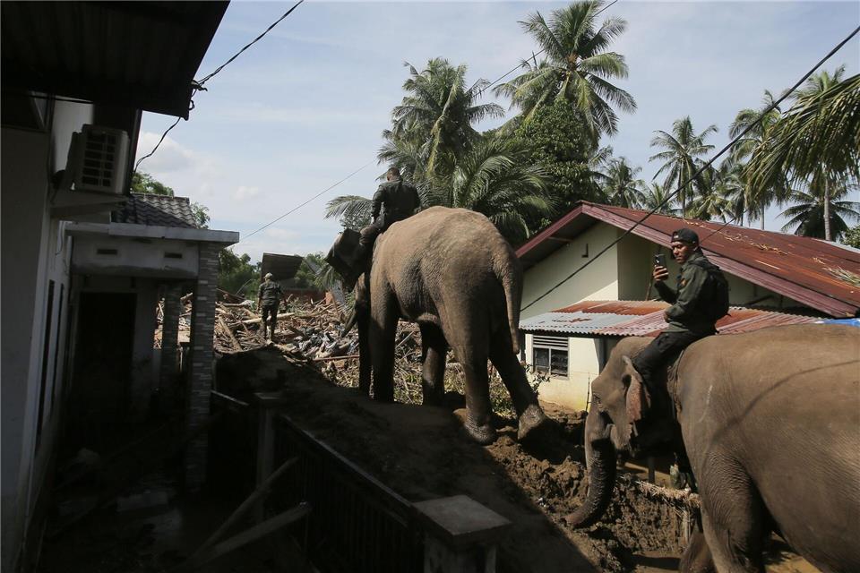 In den betroffenen Gebieten im Norden Sumatras gibt es stellenweise nur für Elefanten ein Durchkommen. Ahyar Tarmizi/AP/dpa