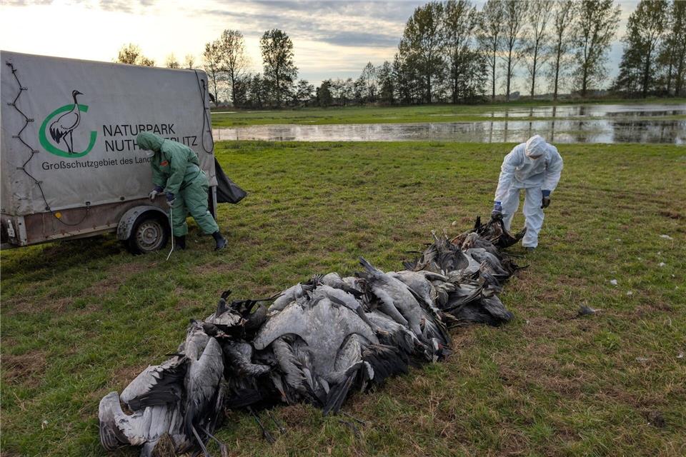 Vogelgrippe breitet sich aus – Wie gefährlich ist das? In den deutschen Rastgebieten der Kraniche sterben derzeit viele Tiere an der Vogelgrippe. Nobert Schneeweiß/Artenkompetenzzentrum Rhinluch/dpa