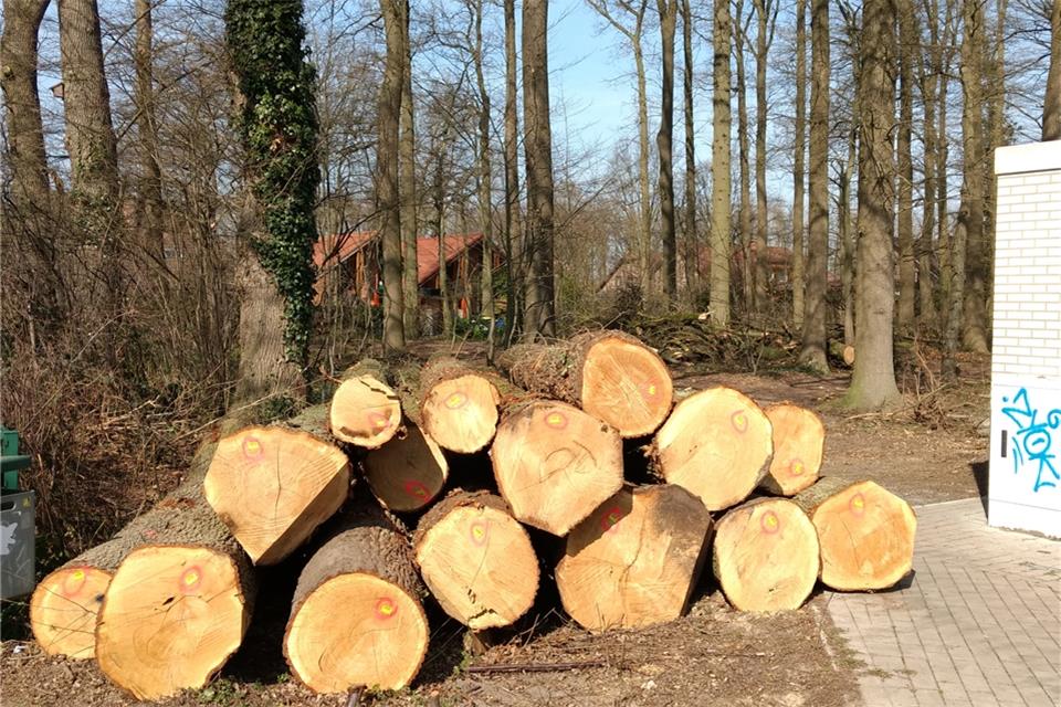 In den etwa 140 Jahre alten Wäldchen im Gemener Wohngebiet wurden in der vergangenen Woche etwa 52 Eichen gefällt – sehr zum Verdruss einiger Anlieger.