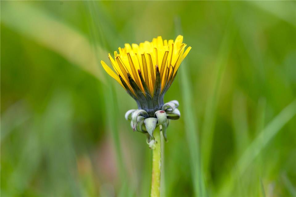 In den kommenden Tagen soll es in NRW sonnig werden. (Archivbild)Thomas Banneyer/dpa
