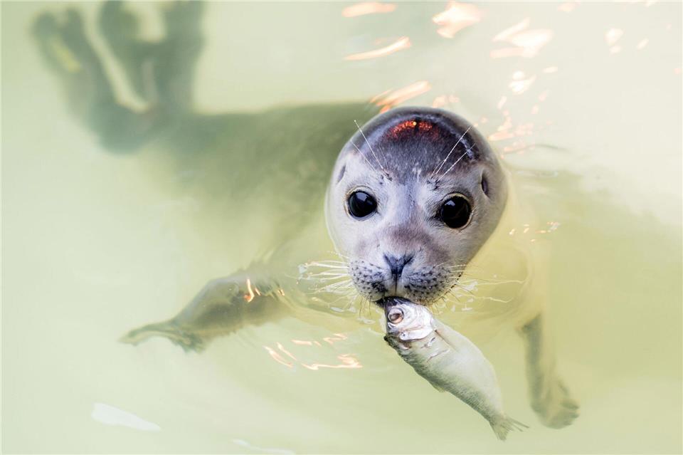 In den kommenden Tagen und Wochen werden im Wattenmeer wieder tausende Seehunde geboren. (Archivbild)Hauke-Christian Dittrich/dpa