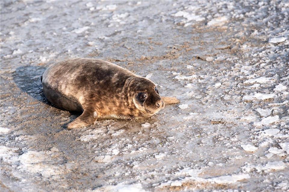 In den kommenden Wochen sind weitere Auswilderungen junger Kegelrobben geplant.Daniel Bockwoldt/dpa