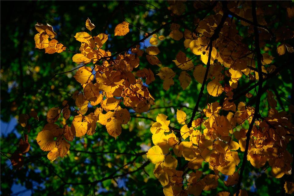 In den nächsten Tagen erwarten Rheinland-Pfalz und das Saarland ruhiges Herbstwetter mit viel Sonnenschein. (Symbolbild)Patrick Pleul/dpa/ZB