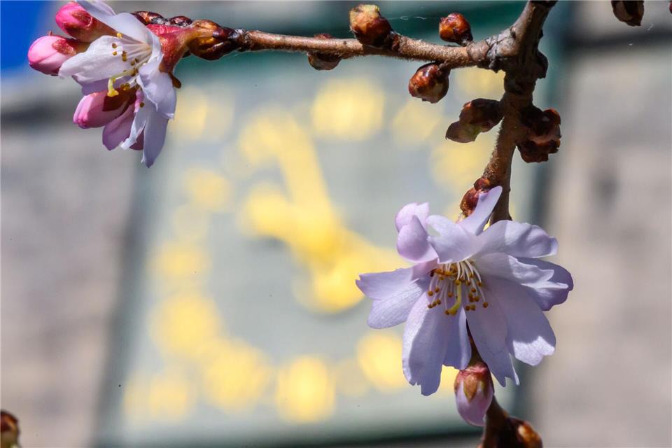 In den nächsten Tagen wird es frühlingshaft. Hendrik Schmidt/dpa