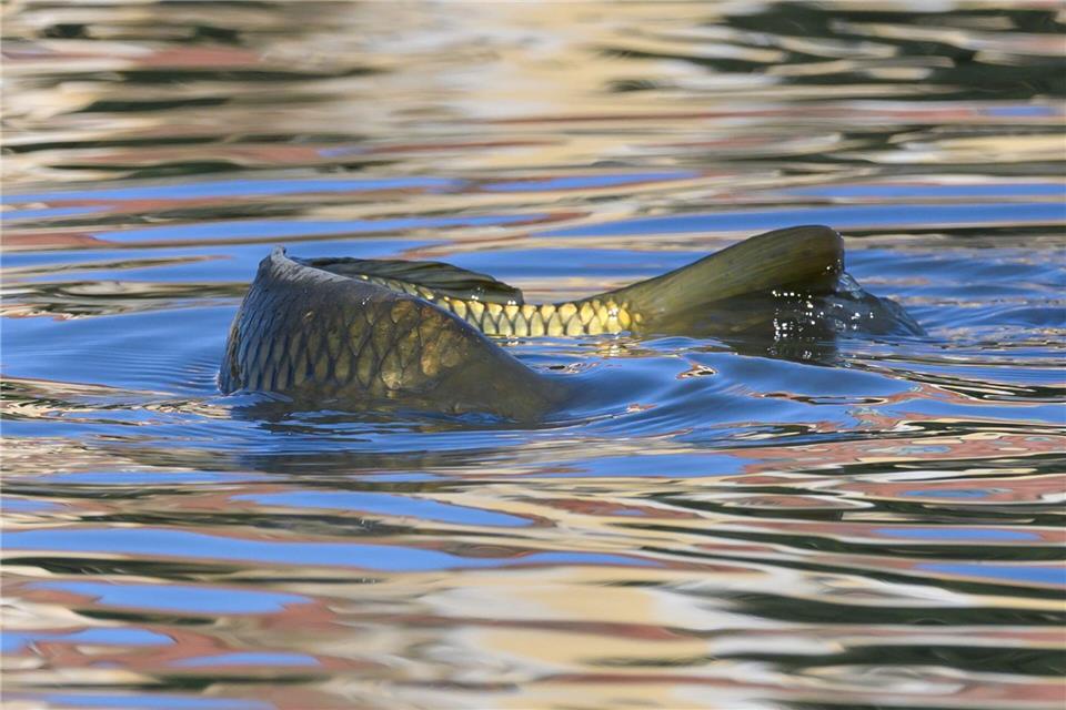 In den sächsischen Teichwirtschaft wird das Wasser wegen Hitze und Trockenheit knapp.Robert Michael/dpa