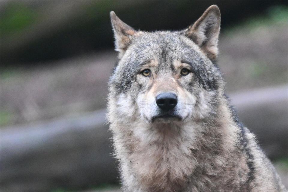 In den vergangenen Wochen haben sich die Wolfsrisse in der Umgebung von Greifenstein im Lahn-Dill-Kreis gehäuft. (Symbolbild)Bernd Weißbrod/dpa