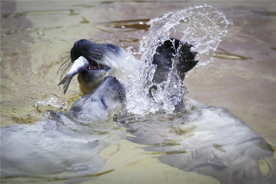 In der Aufzuchtstation werden die jungen Kegelrobben aufgepäppelt und auf die Auswilderung vorbereitet.Christian Charisius/dpa