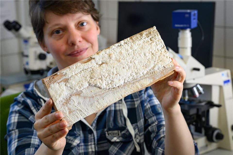 In der Eberswalder MPA werden verschiedene Tests zur Wirksamkeit von Holzschutz eingesetzt, wie Maja Bleckmann als Leiterin der Biologischen Prüfungen erklärt.Patrick Pleul/dpa