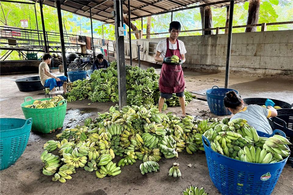 In der „Elefantenküche“ werden täglich Tausende Bananen für die Tiere vorbereitet.Carola Frentzen/dpa