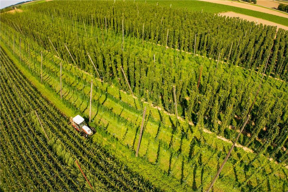 In der Hallertau wächst ein Großteil des in Deutschland angebauten Hopfens. (Archivbild)Peter Kneffel/dpa