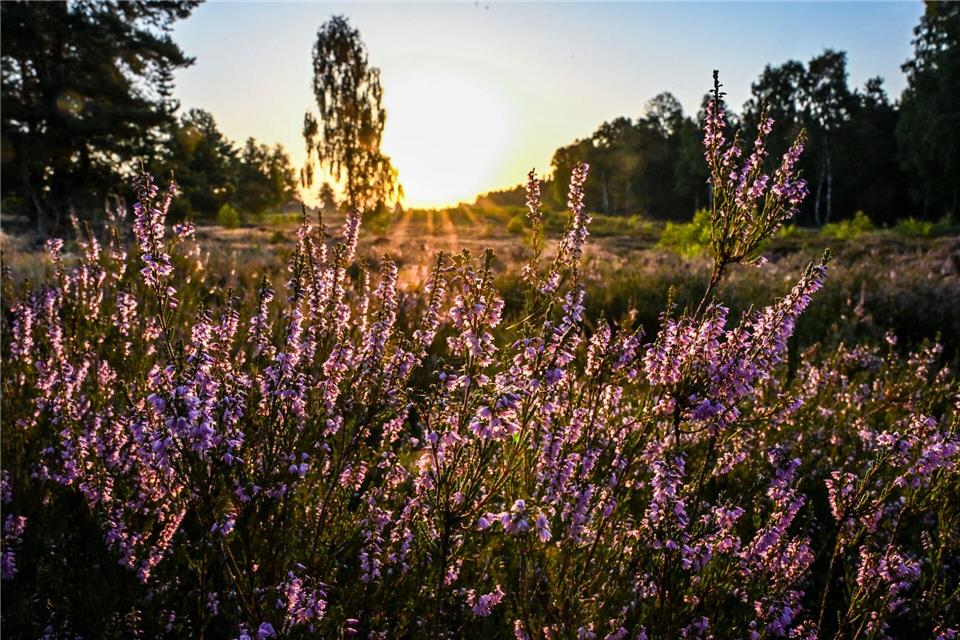 In der Kyritz-Ruppiner Heide blüht derzeit das Heidekraut.Jens Kalaene/dpa