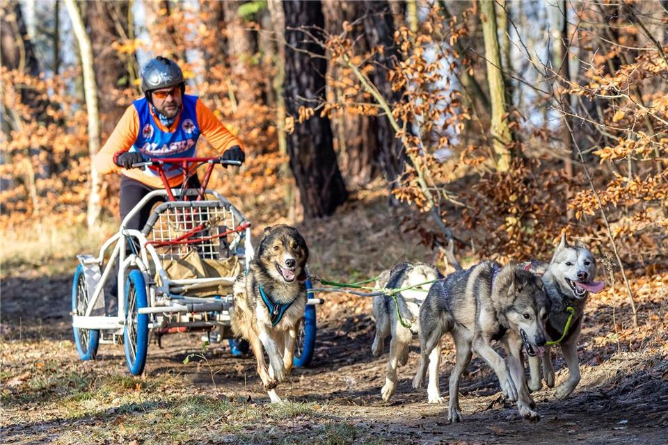 In der Lausitz begann die Schlittenhunde-Saison am vergangenen Wochenende. Bei Beelitz folgt jetzt ein Wettbewerb der schnellen Gespanne. (Archivbild)Frank Hammerschmidt/dpa
