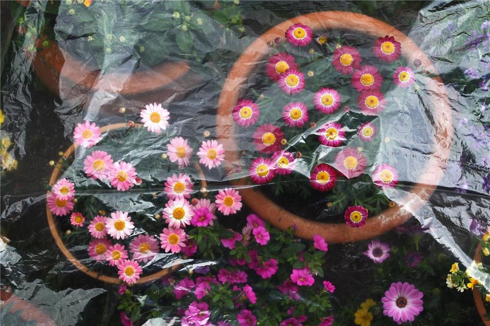 In der Nacht könnte es noch mal frostig werden - nicht gut für empfindliche Pflanzen. (Archivbild)Karl-Josef Hildenbrand/dpa/dpa-tmn