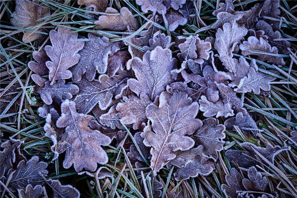 In der Nacht zum Dienstag kann es laut Deutschem Wetterdienst (DWD) gebietsweise zu leichtem Frost bis minus zwei Grad kommen. (Symbolfoto)Patrick Pleul/dpa