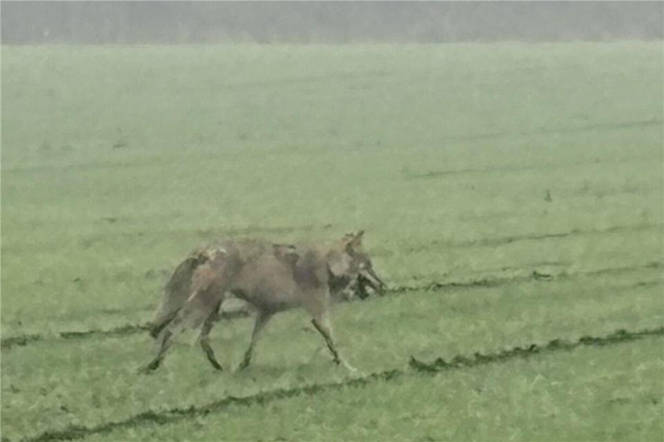 In der Nähe des Alstätter Dammes wurde ein Wolf gesichtet.