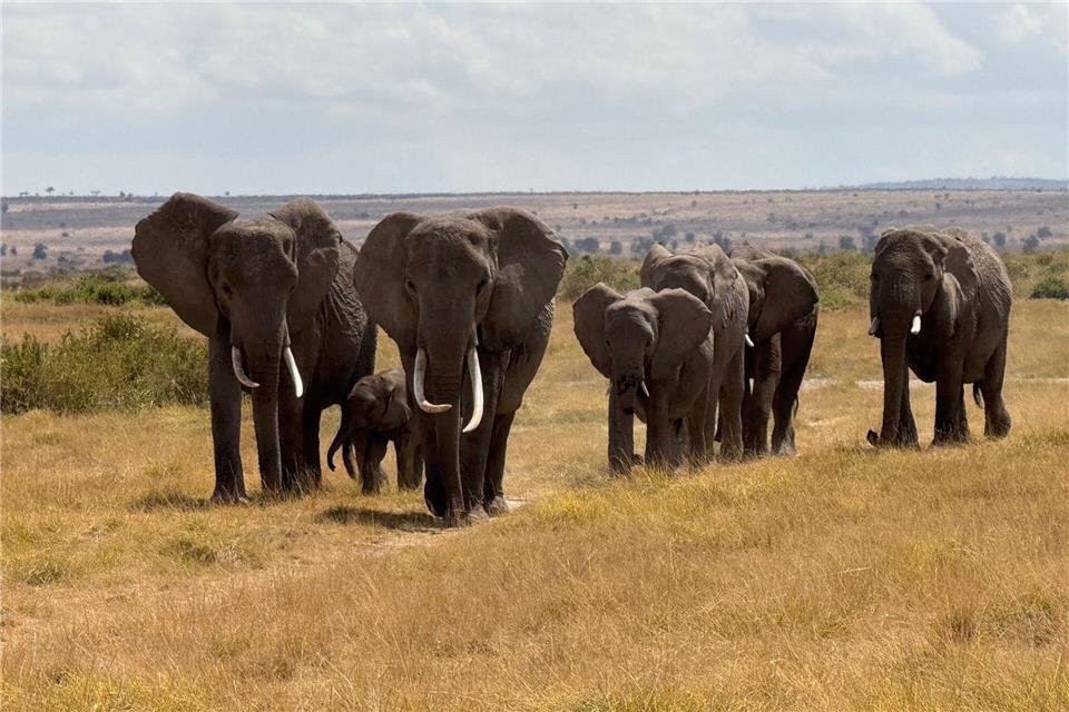 In der Nähe des Unfallorts befindet sich ein privater Wildpark, in dem zahlreiche Elefanten leben. (Symbolbild)Eva Krafczyk/dpa