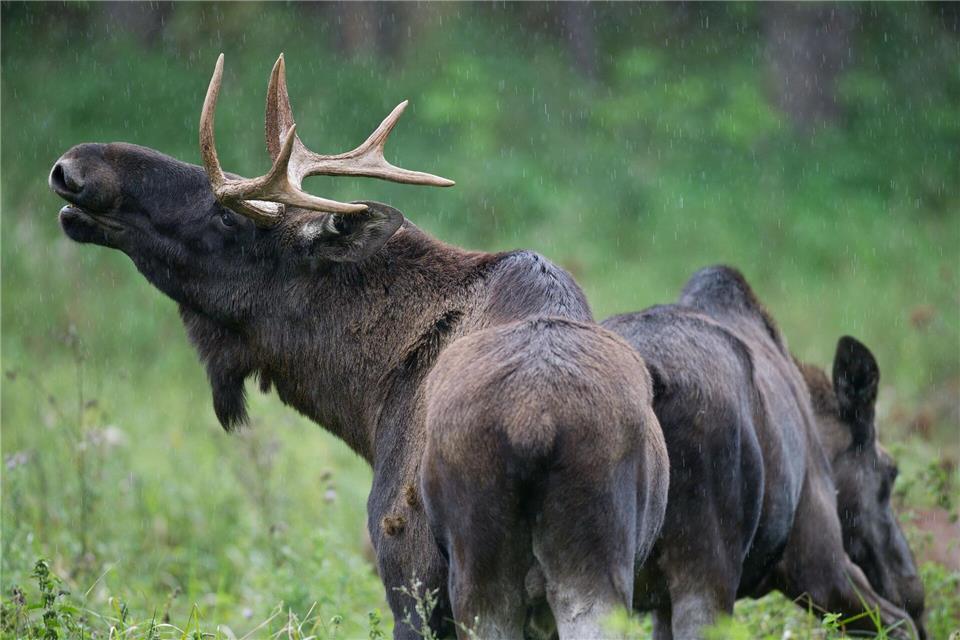 In der Nähe von Deggendorf soll ein Elch umherstreifen. (Symbolbild)Patrick Pleul/dpa