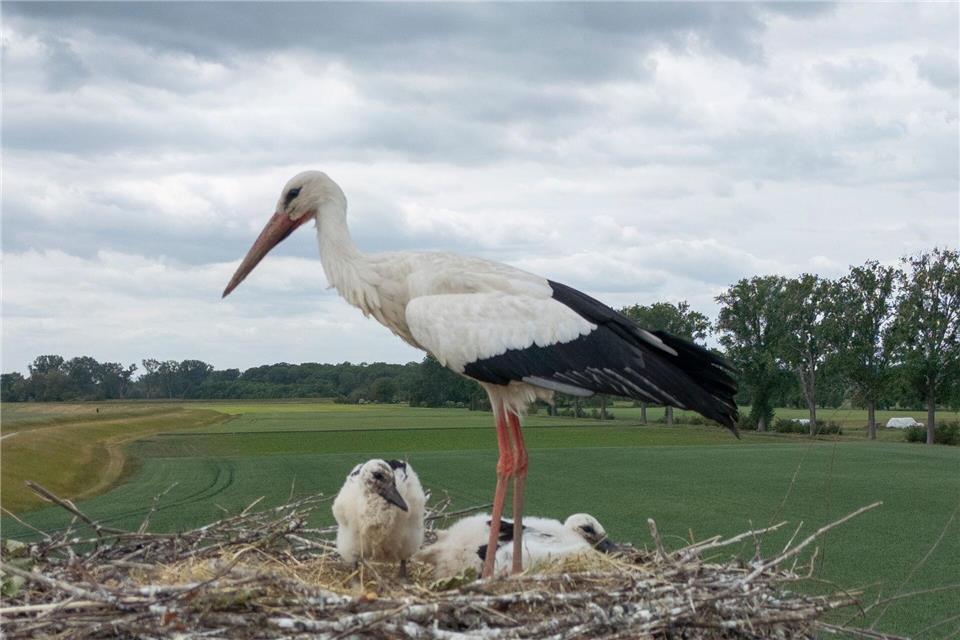 In der Nähe von Lüneburg werden Störche durch eine Drohne gestört. (Symbolbild)Boris Roessler/dpa