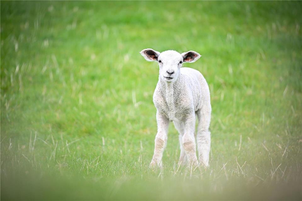 In der Oberpfalz haben zwei Männer mutmaßlich ein Lamm illegal geschächtet. (Symbolbild)Sina Schuldt/dpa
