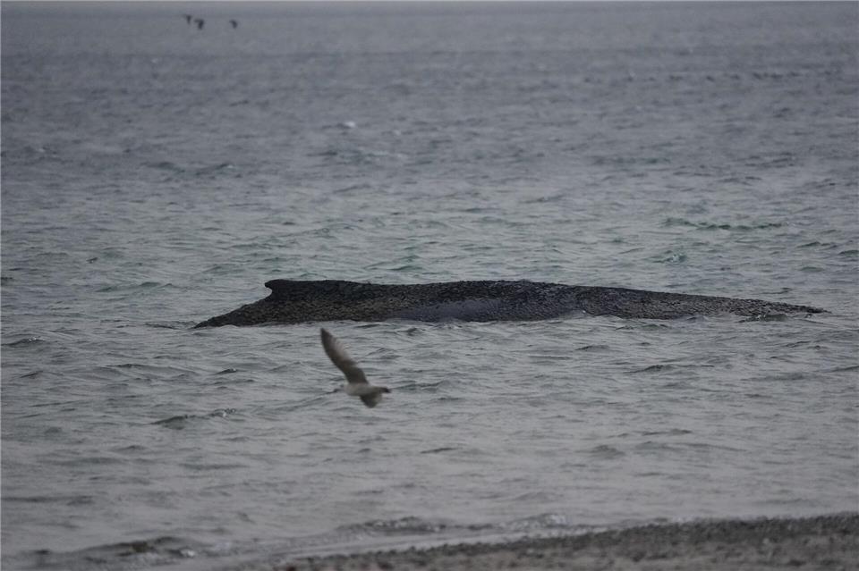 In der Ostsee ist ein Wal gestrandet.Marcus Brandt/dpa