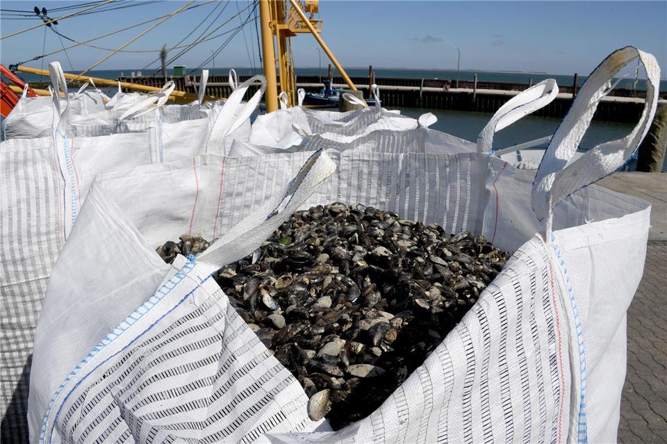In der Ostsee werden anders als in der Nordsee kaum kommerziell Miesmuscheln gezüchtet (Archivbild)Carsten Rehder/dpa