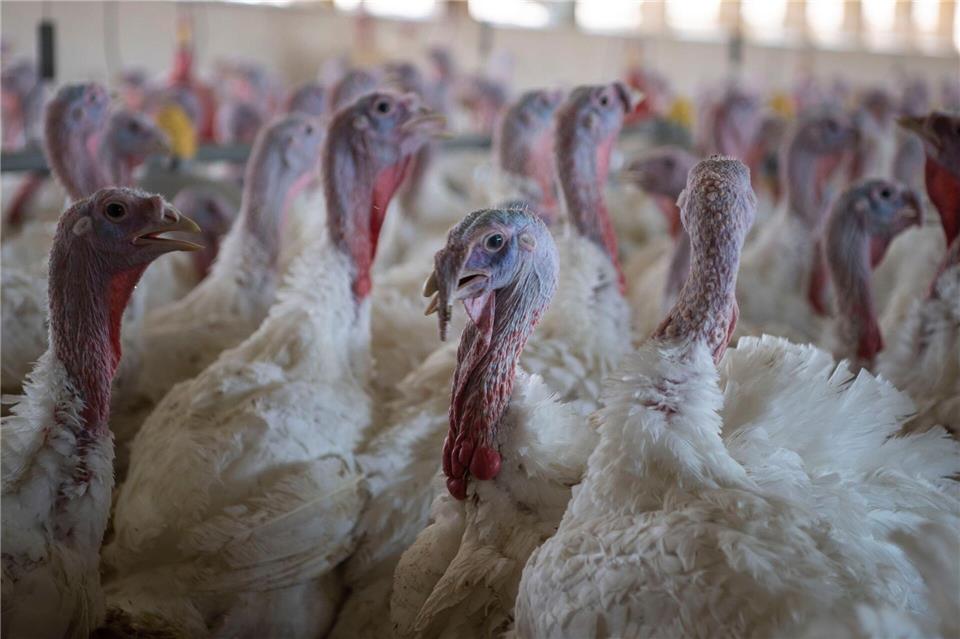 In der Samtgemeinde Lemförde ist die Vogelgrippe in einem Betrieb aufgetreten, 18.000 Tiere müssen getötet werden. (Symbolbild)Philip Dulian/dpa