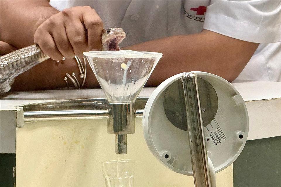 In der Schlangenfarm in Bangkok können Besucher beobachten, wie Schlangen gemolken werden.Carola Frentzen/dpa