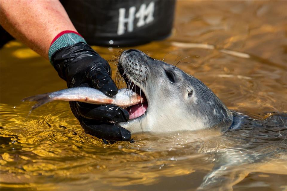 In der Seehundstation werden die Jungtiere auf ein Leben in Freiheit vorbereitet. (Archivbild)Daniel Bockwoldt/dpa