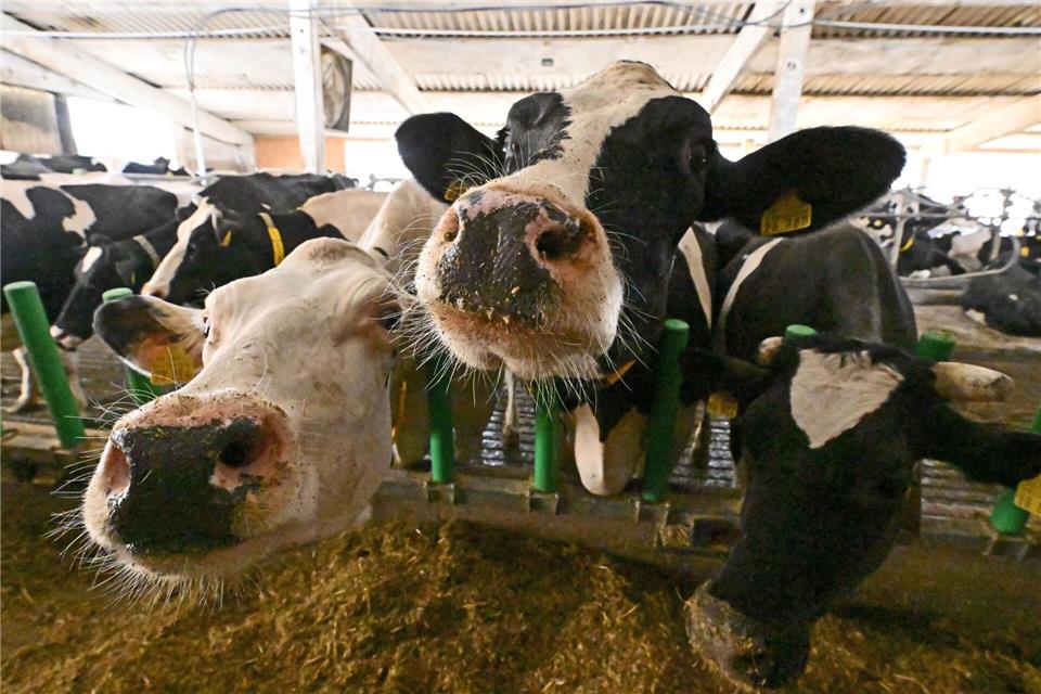 In der Thüringer Landwirtschaft arbeiteten zuletzt noch 11.338 Menschen. Martin Schutt/dpa