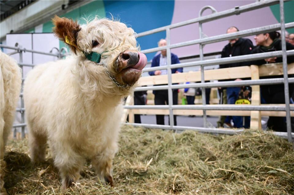 In der Tierhalle können Besucherinnen und Besucher auch Kälber sehen. Sebastian Christoph Gollnow/dpa