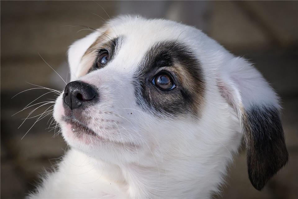 In der Tierherberge „Rendez-vous mit Tieren“ wohnen auch Welpen.Patrick Pleul/dpa