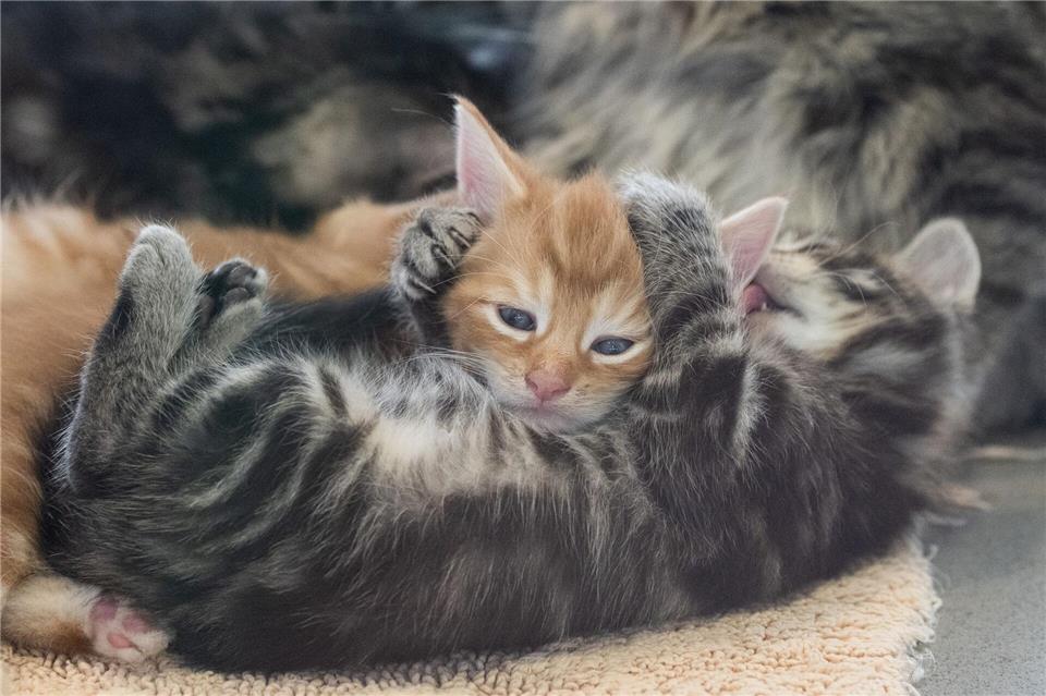 In der Urlaubszeit sind in Berlin Hunderte Tiere ausgesetzt worden, darunter auch viele Katzen und Hunde. (Foto - Illustration)Sebastian Gollnow/dpa