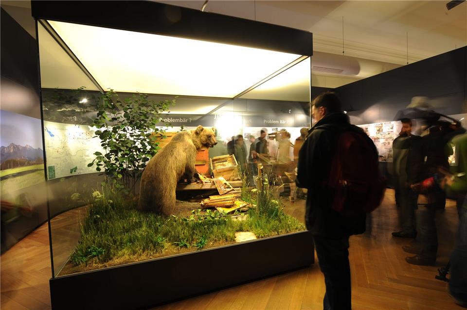 In der Vitrine kann der Braunbär besichtigt werden. (Archivbild) picture alliance / dpa