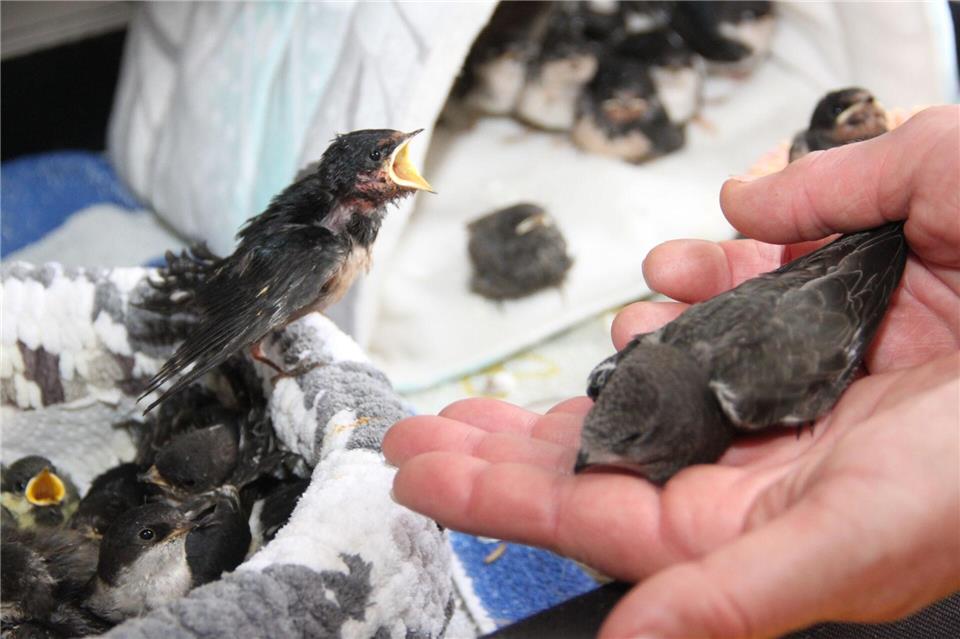 In der Vogel- und Igelpflegestation in Bad Elster werden besonders Mauersegler (rechts) aufgepäppelt, aber auch kleine Schwalben und andere Vogelarten.Katrin Mädler/dpa