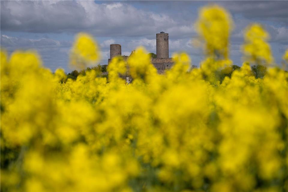 In der Wetterau wie hier nahe Münzenberg blühen derzeit zahlreiche Rapsfelder leuchtend gelb.Florian Wiegand/dpa