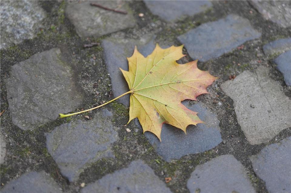 In der ersten Novemberwoche ist im Norden mit milden Temperaturen und einem grauen Himmel zu rechnen. (Archivbild)Marcus Brandt/dpa