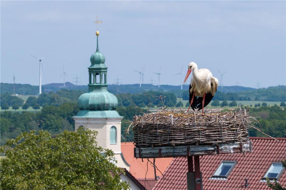 In der kleinen Ortschaft Ostro (Landkreis Bautzen) gibt es Streit um ein Storchennest.Sebastian Kahnert/dpa