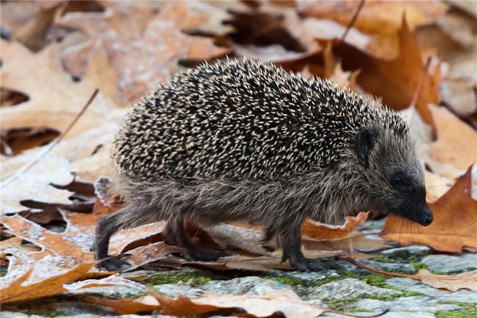 In der kühleren Jahreszeit sind Igel häufiger in Siedlungen und Gärten unterwegs und laufen Gefahr, vom Verkehr erfasst zu werden.Robert Schlesinger/dpa-Zentralbild/dpa-tmn