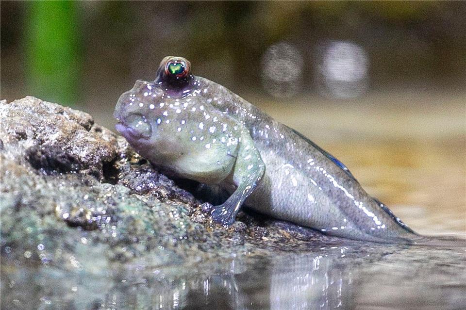 In der neuen Anlage leben bereits typische Mangrovenbewohner, unter anderem Schlammspringer.Helmut Fricke/dpa