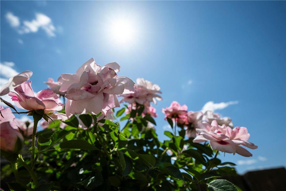 In der neuen Woche wird es erneut heiß und sonnig. (Symbolbild).Hannes P. Albert/dpa