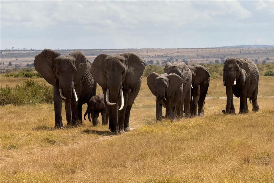 In der usbekischen Großstadt Samarkand hat die Artenschutzkonferenz begonnen. (Symbolbild)Eva Krafczyk/dpa