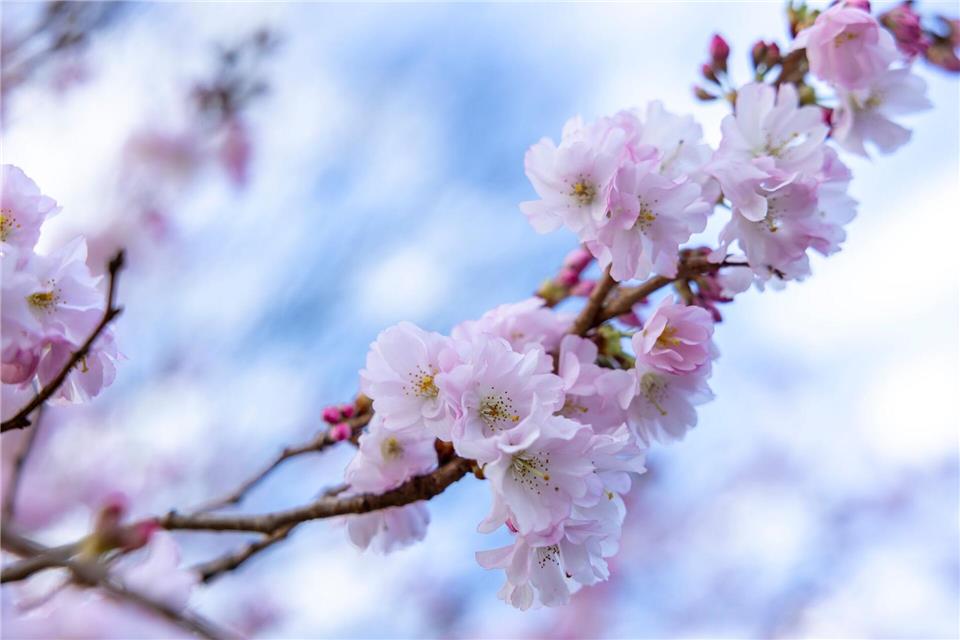 In der vergangenen Woche stiegen die Temperaturen kräftig an. (Archivbild)Thomas Banneyer/dpa