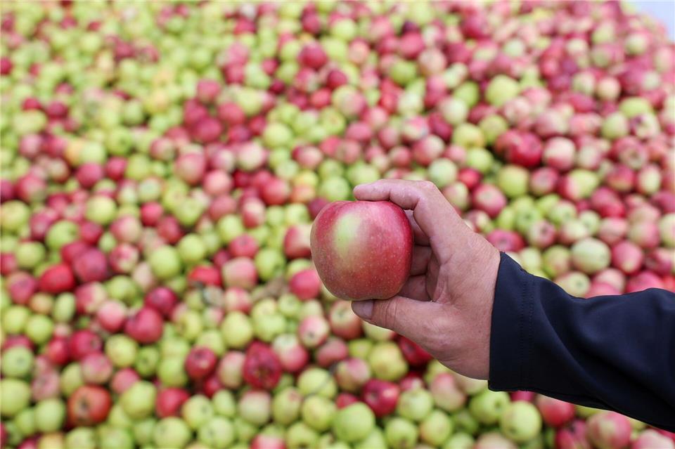 In diesem Jahr fällt die Apfel-Ernte sehr üppig aus - es herrscht Hochbetrieb in den Mostereien.Peter Gercke/dpa