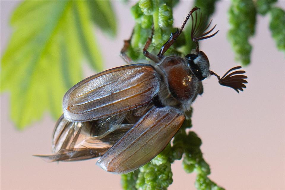 In diesem Jahr fliegen voraussichtlich bis zu einer halben Milliarde Maikäfer aus.Boris Roessler/dpa
