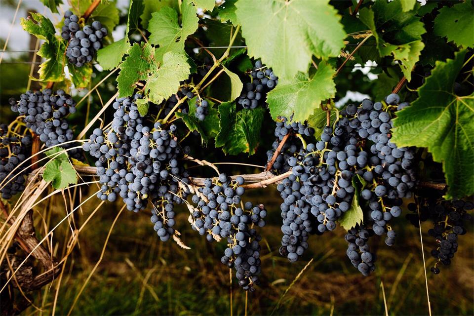 In diesem Jahr könnte bis Anfang September schon etwa die Hälfte der Ernte eingebracht sein.Philipp von Ditfurth/dpa