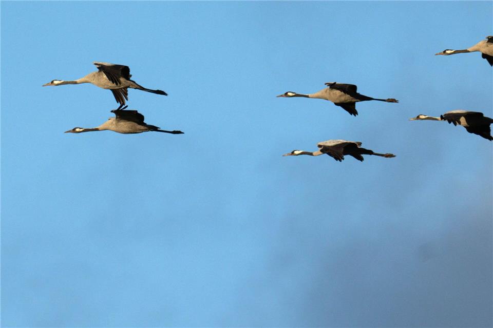 In diesem Jahr musste das Schwanenwesen 44 tote Kraniche einsammeln. Sonst ist es übers Jahr gesehen oft nur einer. (Symbolbild)Sina Schuldt/dpa