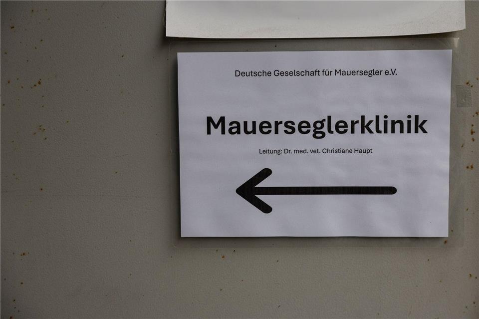 In diesem Jahr sind bislang fast 1.000 Patienten in der Mauerseglerklinik abgegeben worden.Hannes P. Albert/dpa